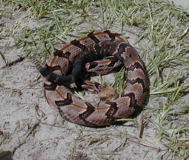 Coiled Fargo Canebrake3.jpg [345 Kb]